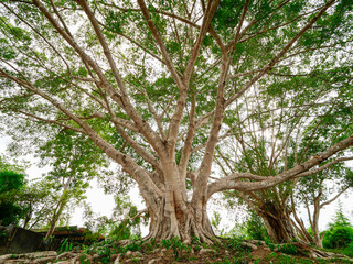 Wall Mural - Big trees, more than 100 years old, create life for the forest.