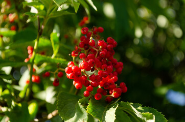 Wall Mural - Sambucus racemosa plant, red elder