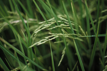 Rice fields in the morning Refreshing