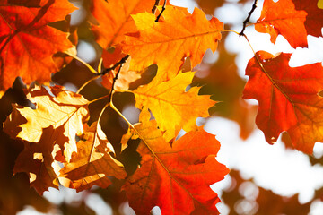 Canvas Print - The warm rays of the autumn sun make their way through the multicolored lush foliage of red oak. Autumn leaves background. Oak tree branch with colorful yellow orange brown leaves.