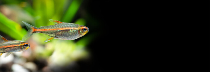 Aquarium fish Glowlight tetra or Hemigrammus erythrozonus on black background. Macro view photo. copy space