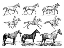 Learning Horse Riding Training With Jockey / Vintage And Antique Illustration From Petit Larousse 1914	