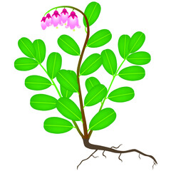 Canvas Print - Cowberry bush with roots and flowers on a white background.