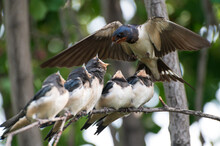 Close Up Photo Of Five Young Birds Swallows Sitting On A Tree Branch Waiting For Food And A Mother Swallow Feeding It Against The Background Of A Green Tree Branch