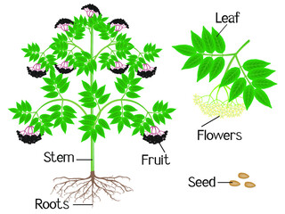 Canvas Print - Illustration showing parts of a black elderberry plant on a white background.