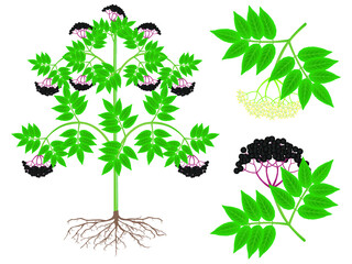 Wall Mural - Parts of the black elderberry plant on a white background.