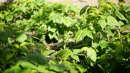 Wall Mural - Young raspberry bushes. Home farming raspberries...