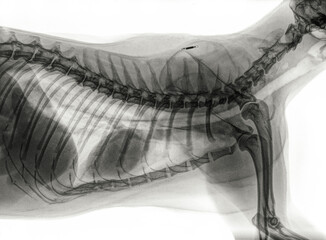 Digital x-ray of a side view of the thorax of a cat. The lungs, heart and trachea can be seen there. The black spot above the scapula is the chip. Isolated on white