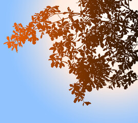 Wall Mural - Vector image of silhouette oak tree branches in autumn season