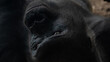 twarz pysk goryl z bliska portret oczy goryla
