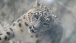 duża pantera śnieżna z bliska w klatce w zoo 