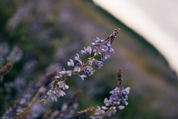 mouse peas, wildflowers, lavender, flower, purple, nature