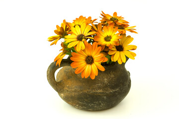 osteospermum - orange african daisy in a vase on white background