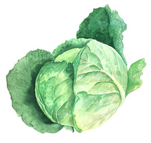Green Cabbage Vintage Watercolor Botanical Illustration Isolated On A White Background