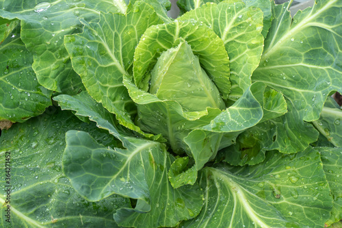 Close up of oxheart cabbage growing Tableau sur Toile