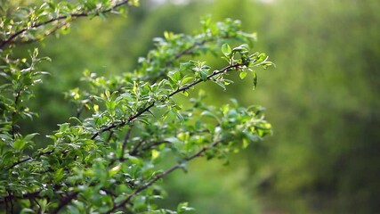 Wall Mural - young fragile green shoots of trees in the spring season with sunlight close-up, natural natural background