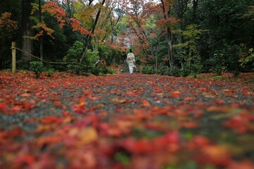 a japanese woman in kimono walking along road with red maple leavies