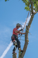 Canvas Print - A Tree Surgeon or Arborist wrapping his safety rope around a tree.