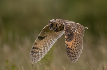 Wall Mural - Long Eared Owl