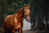 Fototapeta Konie - portrait of stunning chestnut showjumping budyonny stallion sport horse in bridle standing on road in forest in daytime