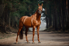 Portrait Of Stunning Chestnut Showjumping Budyonny Stallion Sport Horse In Bridle Standing On Road In Forest In Daytime