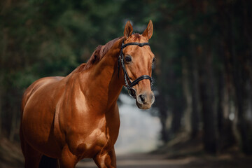 Wall Mural - portrait of stunning chestnut showjumping budyonny stallion sport horse in bridle standing on road in forest in daytime