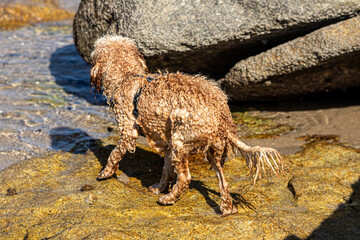 Sticker - dog on the beach