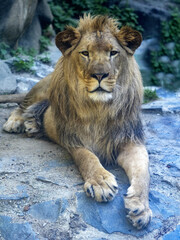 Wall Mural - Portrait of a beautiful big male Barbara the Lion, Panthera leo leo