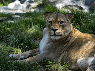 Wall Mural - A female Barbary Lion, Panthera leo leo, lies on a green lawn and observes the surroundings