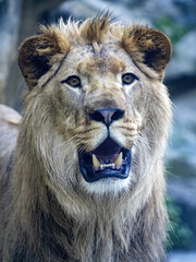 Wall Mural - Portrait of a beautiful big male Barbary the Lion, Panthera leo leo