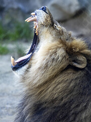 Wall Mural - Portrait of a roaring large male Barbara Lion, Panthera leo leo