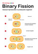 © trinset - microbiology diagram show step of Binary fission in asexual reproduction of prokaryote organism