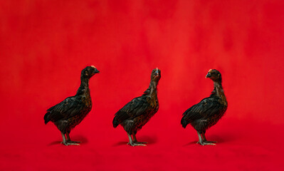 Three Black Chicken stands on the row in front of red cloth background.