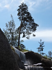 Poster - pine tree on the rock, Finland