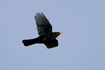 Blackbird (Turdus merula) in its natural enviroment