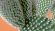 Big Cactus Macro View. Smooth Rotation