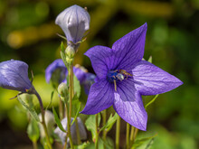 Closeup Of The Purple Flower And Buds Of Platycodon Grandiflora, Balloon Flower
