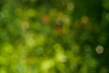 Fototapeta Panele - green abstract nature background