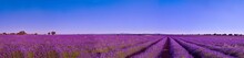 Briuhega, Spain: 07.04.2020; The Panorama Of Blossoming  Lavender Field
