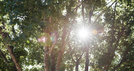 Wall Mural - sunlight pass though the tree bark