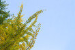 © Azahara MarcosDeLeon - ginko biloba top detail