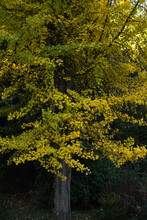 Ginko Biloba With Yellow Leaves In Autumn