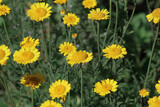 Fototapeta Kosmos - field of yellow flowers