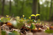 forest regeneration, beech trees sprouting