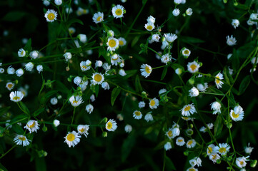 Wild white small chamomile flowers in the meadow in summer as background