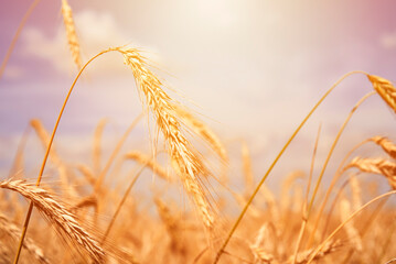 Rye ears close up. Rye field in a summer day. Harvest concept