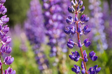 Closeup Photo Of Lupines Flowers (Lupinus L.) On The Meadow. Selective Focus