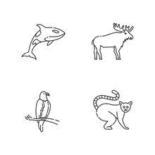 Different Animal Species Pixel Perfect Linear Icons Set. Killer Whale, Exotic Lemur, Eagle And Elk Customizable Thin Line Contour Symbols. Isolated Vector Outline Illustrations. Editable Stroke