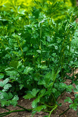 Naklejka na meble Green sprigs of parsley grow on a bed in a garden.