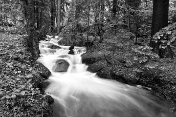 Wall Mural - Rocks and boulders in the mountain stream in the forest in the Giant Mountains